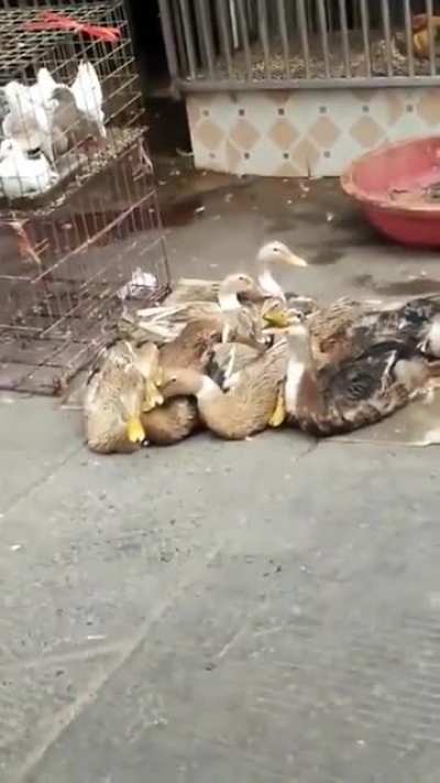🦆