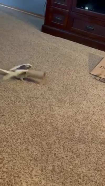 AttackBirb