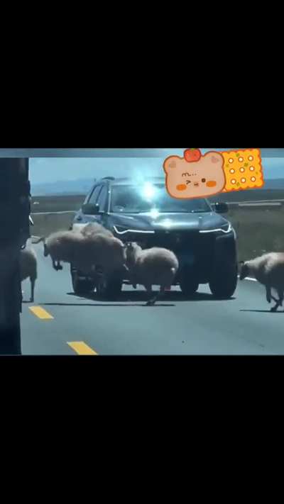 Herd effect . .