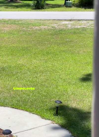 Showing off for the neighbors