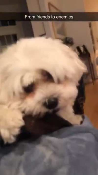 He’s just a nice pup, too cute to...
