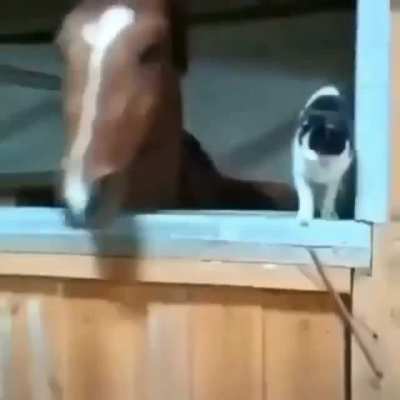 horse