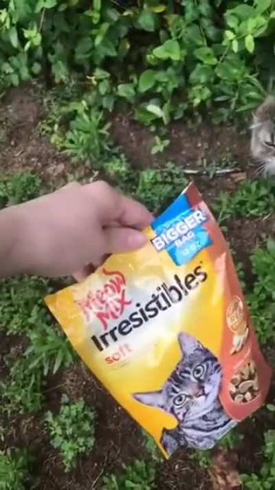 meow mix