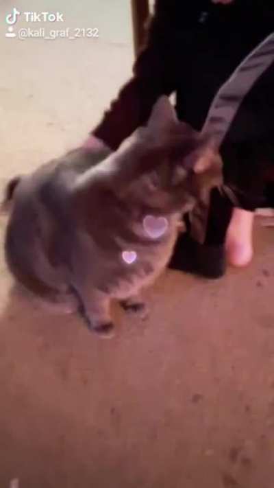 I have a good one i found of my cat, this was in my tiktok drafts. 🐱