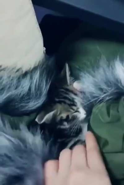 Every business should have a bring your cat to work day