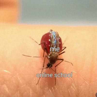 Online skul