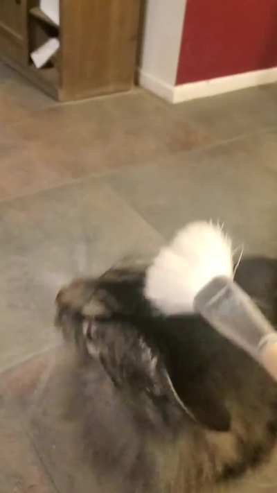 Does this count as brushing?