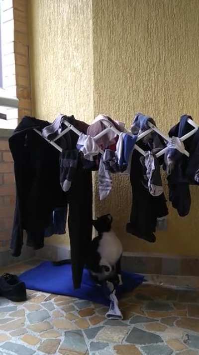Kodama taking care of the chores in my day off.