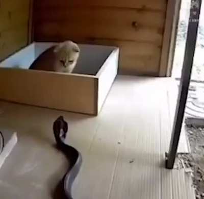 Cat Supremacy