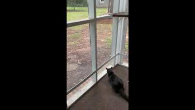 miau