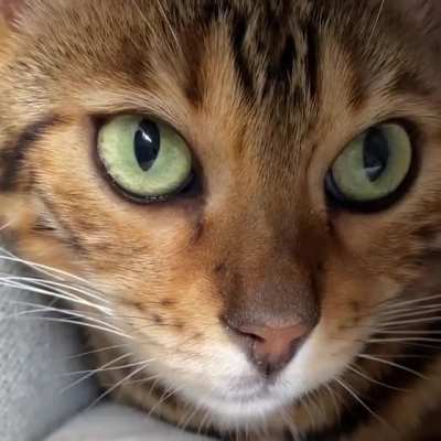 This cats eyes getting big looks neat