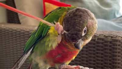 The itchy and scritchy show