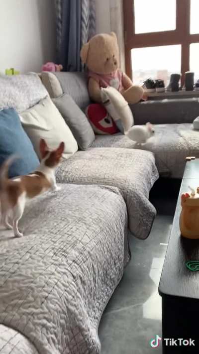 Puppy catches a small rabbit.