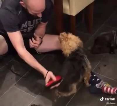Dog Getting A Hair Cut 🥺 😂