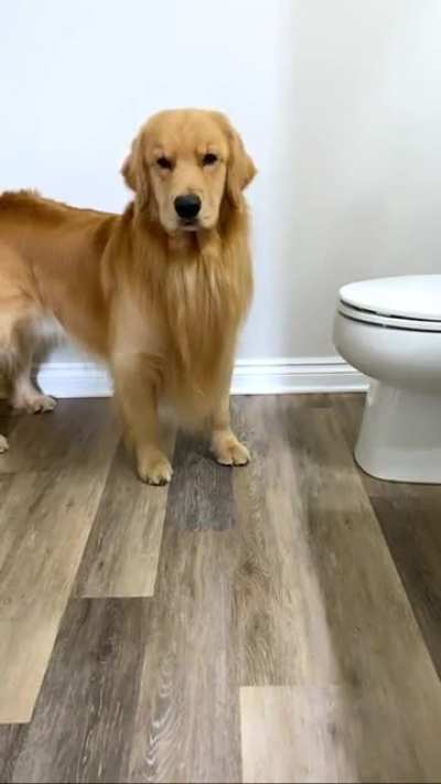 My Dog Is Weird