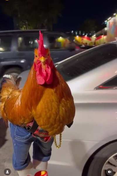 Denim chicken?