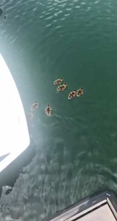 Ducklings at work