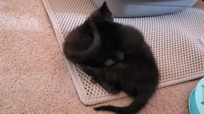 Vicious girl fight! (Long)