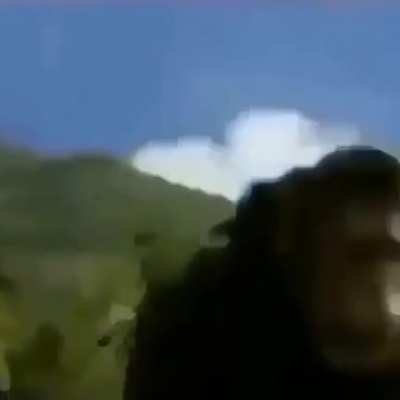 Macaco foda!