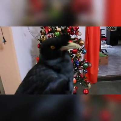 Amigo alto miedo, ojala le llegue a candia