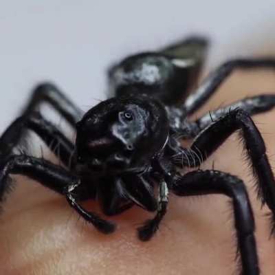 The hyllus giganteus is the largest species of jumping spider..