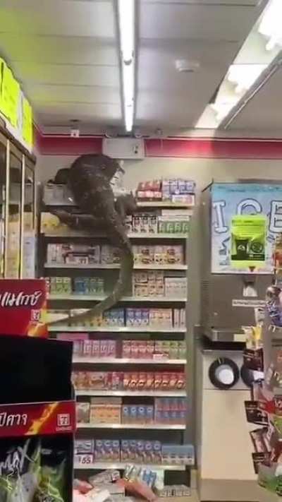 This monitor lizard