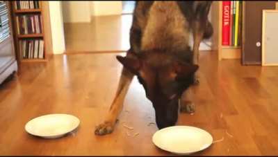 Spaghetti Eating Competition: Golden Retriever vs German Shepherd