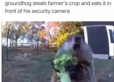 live hog cam