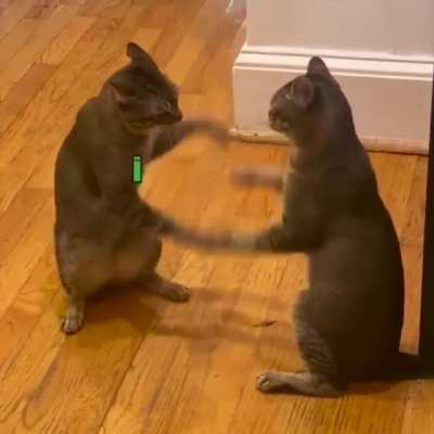 Cats play Cattynip