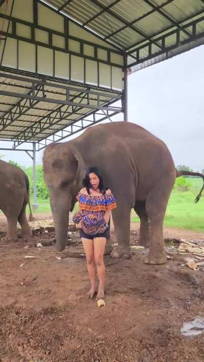 Silence muslim camel poop and endian cow poop lovers,the Southeast Asian elephant poop lover is talking 