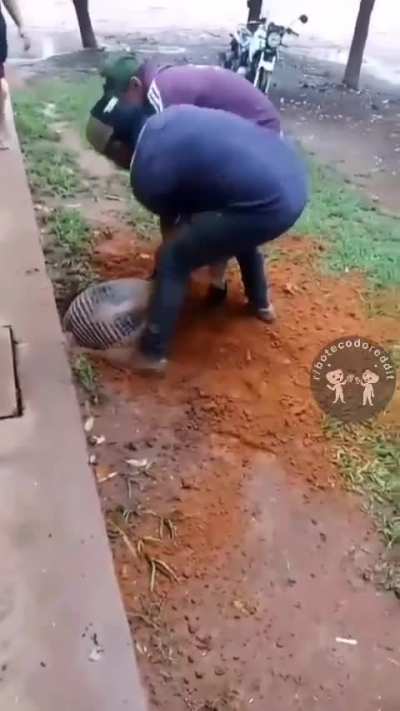 Em buraco de Paca, Tatu caminha dentro? (desculpe r/tiodopave) 