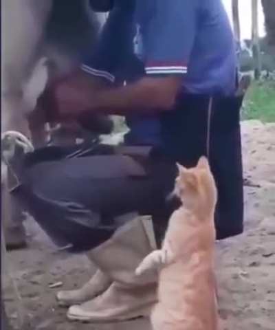 У Вас не будет немного молока для кошек?