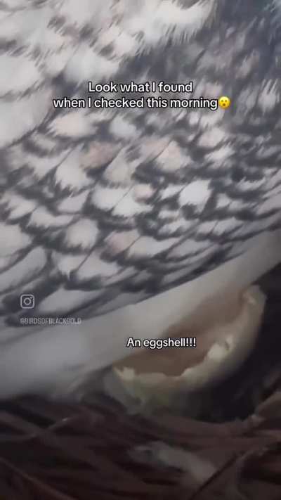 gay🕊️irl