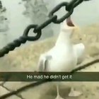 Watch animals die inside?