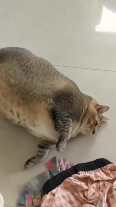 Two chonk specimens