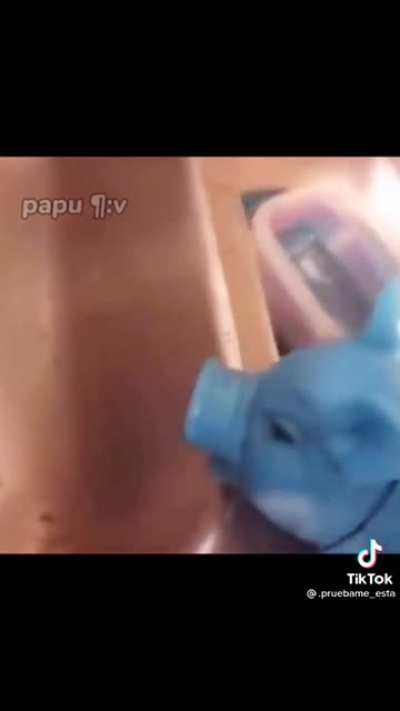 pig