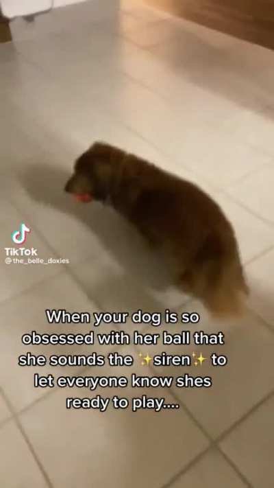 Dog alarm.