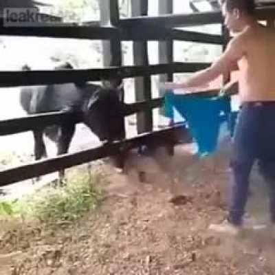 Professional Bull Teaser