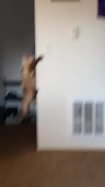 My cat showed us for the first time that he’s a spider cat