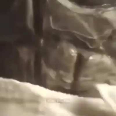 🐢
