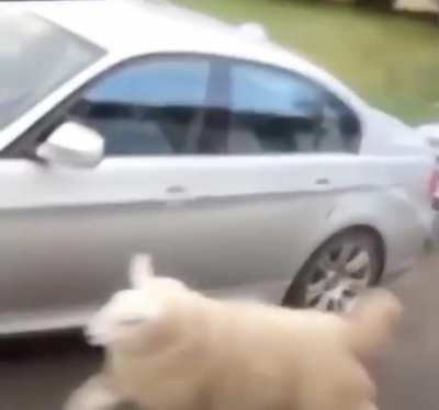 Happy sheep