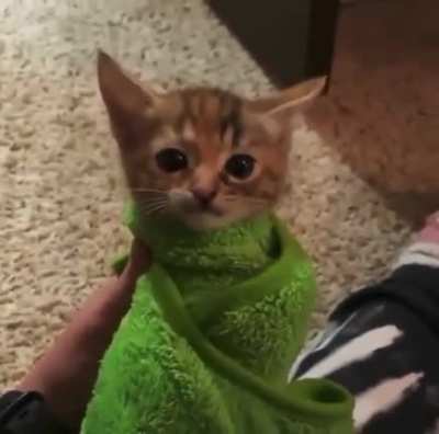 The purrito scream