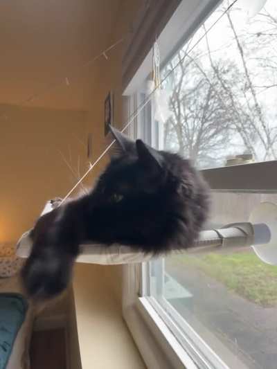 Noticing the camera, he stopped the yawning in the middle