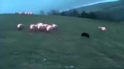 Sheep Herding