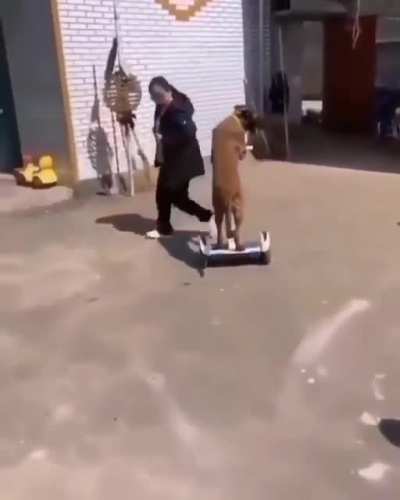 poor dog
