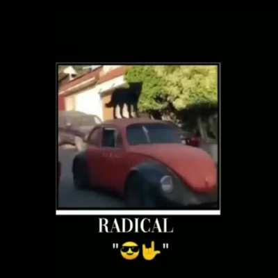 🐕🤟