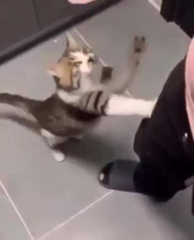Gato