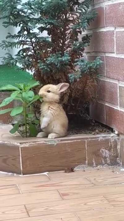 Me chewing turnip