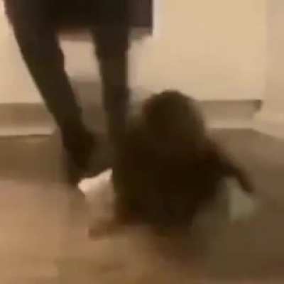 Cat experiences software crash