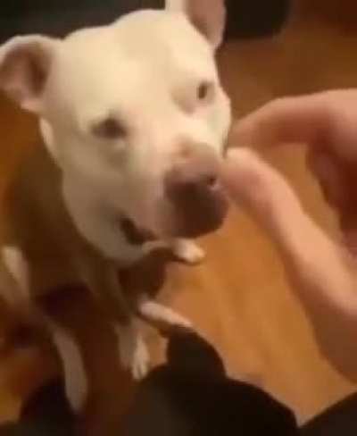 Rip dog